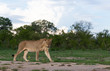 Lions in their natural habitat - captured in the Greater Kruger National Park