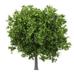 Wall Mural - avocado tree with avocados isolated on white background