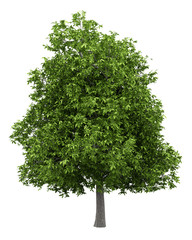 Wall Mural - avocado tree isolated on white background