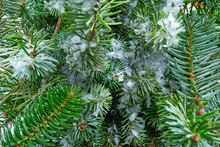 Christmas Real Fir Tree Leaves Macro Snow