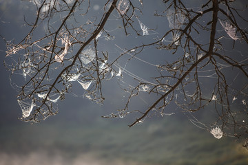 Wall Mural - Web on the branches of trees stretched. Many cobwebs, spider Kingdom over the river, at dawn in the fog. Dawn of the canoe trip
