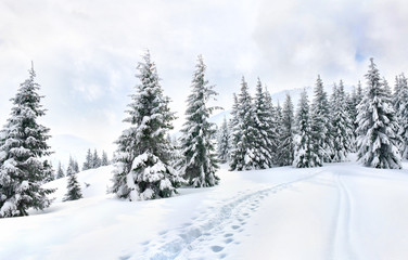 Wall Mural - winter landscape of mountains with path with footprints in snow following in fir forest and glade. c