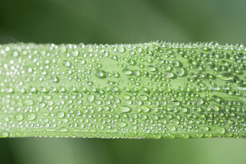 Large transparent drops of morning dew on grass in summer close-up