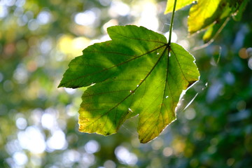 green leave