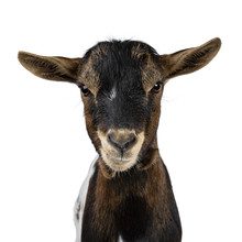 Head Shot Of Serious / Angry White, Brown And Black Spotted Pygmy Goat Front View, Looking Straight At Camera Isolated On White Background