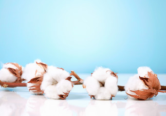 cotton flower branch on empty blue background.