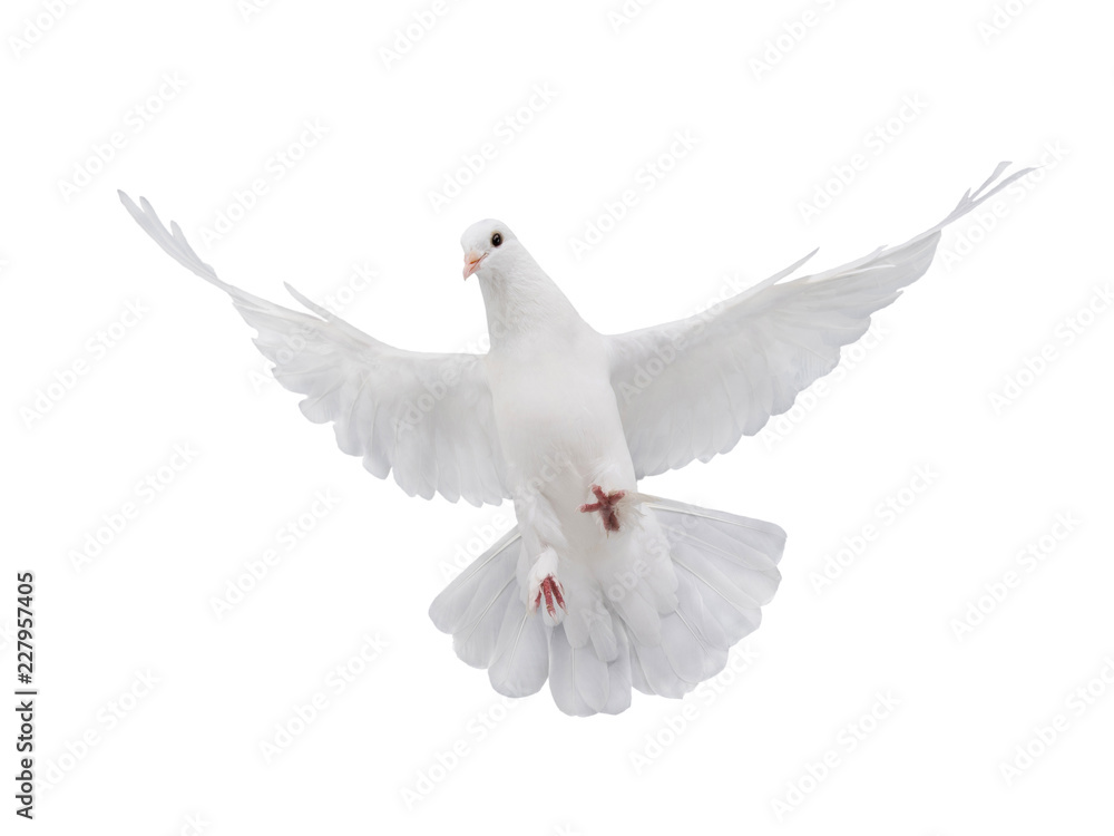 free flying white dove isolated - obrazy, fototapety, plakaty 