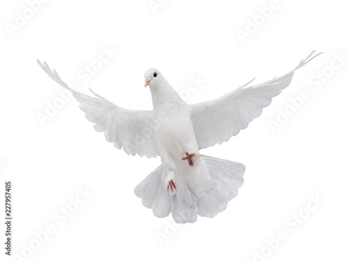 Fotografía free flying white dove isolated