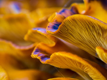 Orange Mushrooms Close Up, Jack O Lantern Fungus