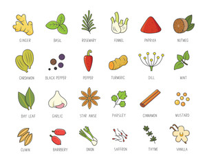 Vector set of culinary spices and herb for your menu or kitchen design. Condiments collection, ginger, basil, paprika, chili pepper, garlic in linear style.