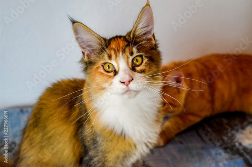 Maine Coon Cat Giant Maine Coon Cat Breeding Of Purebred Cats At