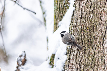 Wall Mural - Closeup of funny black-capped chickadee, poecile atricapillus, bird sitting perched on tree trunk during heavy winter snow ruffling fluffing feathers cold in Virginia, snow background