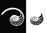 Fototapeta Dmuchawce - Black and white nautilus shell striped tri cut. Vector illustration.