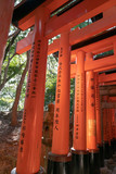 Fototapeta Natura - Fushimi Inari Shrine