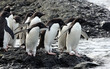 Adelia Penguins getting ready to enter  water to feed, Brown Bluff, Antarctica