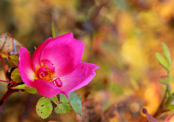 Poster - Rose in autumn