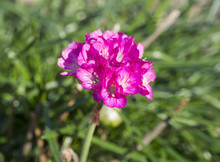 Close Up Beautiful Pink Sea Thrift Is Also Called Armeria Maritima On Green Leaves Background, Selective Focus
