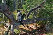 A nesting box on a fallen tree in a forest