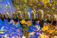 The Remains Of The Old Bank Fence In The Water And Leaves. "Indian Summer" - The Most Charming Time Of The Year In Russia.