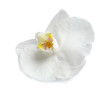 Beautiful orchid flower on white background. Tropical plant