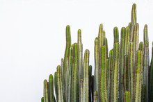 Close Up Of Green Cactus On White Background.