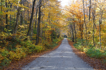 Poster - country road in the autumn forest with golden color