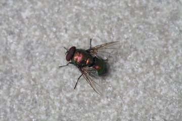 fly macro
