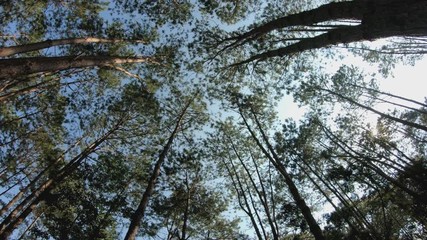 Wall Mural - Tracking a sunlit pine forest on a bright spring morning.Tracking shot of tall pine trees in a sunlight mountain forest on the first day of spring