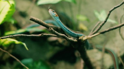 Wall Mural - aggressive but beautiful and colorful san fransisco garter snake is moving towards the camera and sh