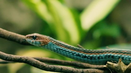 Wall Mural - aggressive but beautiful and colorful san fransisco garter snake is moving towards the camera and sh