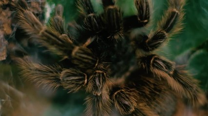 Wall Mural - dangerous tarantula spiders, creepy arachnophobia concept, detail close up shot