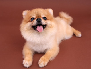 Wall Mural - Pomeranian dog smiling with brown backdrop.