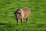 Fototapeta Sawanna - Large brown cow grazing in a field at sunset