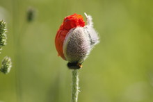 A Poppy Just Coming Out Of The Bud