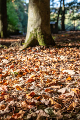 Wall Mural - colorful autumn leaves in the forest in front of a big stem of a beech in october