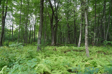 landscape of green forest trees and grass