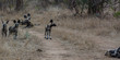Afrikanische Wildhunde in der Savanne vom in Simbabwe, Südafrika