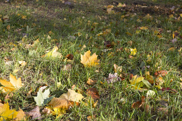 Yellow maple leaf lying on the grass. Golden autumn, leaf fall