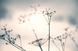 Wild grass against the sky at sunset. Shallow depth of field, vintage filter