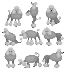 Wall Mural - flat vector set of small poodle in different poses. cute dog with gray curly coat. home pet. domesti