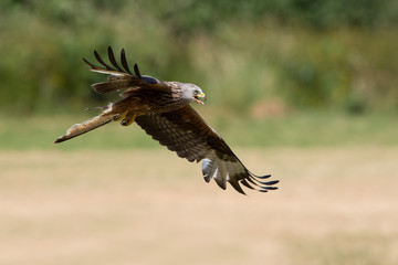 Wall Mural - Red Kite (Milvus milvus)/Red Kite flying over fields