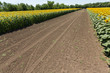 sunflower field in an agricultural landscape
