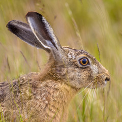 Poster - Portrait of alerted European Hare in grass