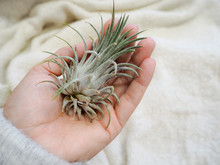 Hand Holding A Tillandsia Ionantha Air Plant Against A White Soft Background