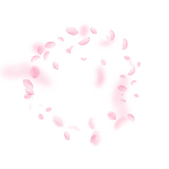 Wall Mural - Sakura petals falling down. Romantic pink flowers frame. Flying petals on white square background. L