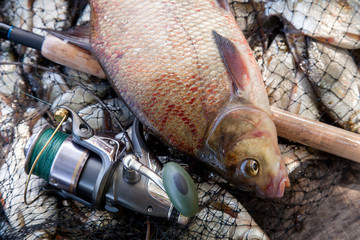 Trophy fishing. Close up view of big freshwater common bream fish and fishing rod with reel on landing net..