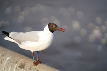 Seagull standing on Rail Bridge at the sea