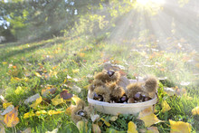 Little Basket Full Of Fresh Sweet Chestnuts Put On The Sunny Grass In Sunlight 