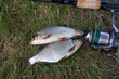 Single freshwater white bream or silver bream, roach fish on green grass and fishing rod with reel on natural background..
