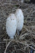The shaggy ink cap, lawyer's wig, or shaggy mane - a young edible mushroom